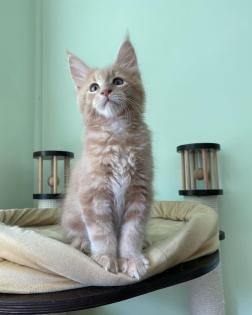 Ein ideales Kätzchen für die ganze Familie, MAINE COON KITTEN mit Stammbaum