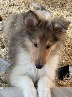 Süße colliebabys langhaar Rüden und Hündinnen