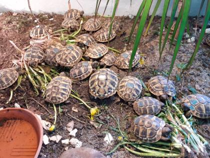 Griechische Landschildkröten THB Nachzuchten von 2024