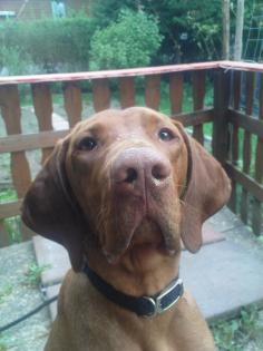 Deckrüde Aaron-Magyar Vizsla