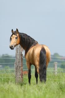 Deckanzeige: buckskin Tennessee Walker / Tennessee Walking Horse