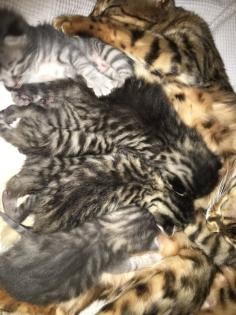 Bengal russisch blau Kitten