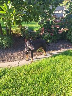 Jagtterrier Patterdaleterrier Welpen