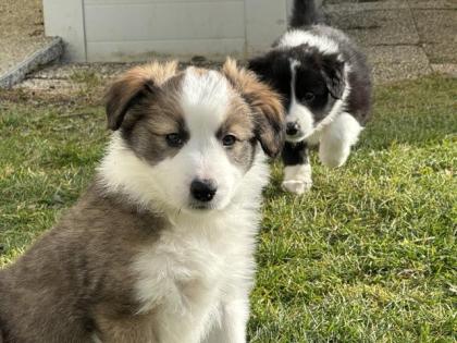 Border Collie Welpen