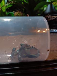 Dendrobates auratus birkhahn 2.3