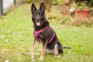 ELISA  - weiblich 8 Jahre 58 cm 33 kg Schäferhund Gechipt Nicht kastriert