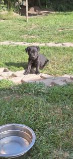 Patterdale Terrier Welpen 8 Wochen alt