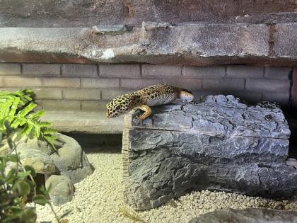 Terrarium mit 3 Leopardgeckos -vollausgestattet + Zubehör