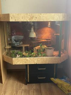 Kornatter mit Terrarium abzugeben 