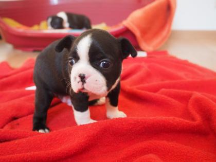 Süßer Boston Terrier Welpen zu verkaufen (8 Wochen alt - Rüde)