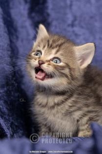 Zuckersüßer Britisch Kurzhaar Nachwuchs in golden-tabby & silver-tabby-point