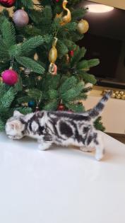 BKH Britisch Kurzhaar Kitten silber tabby Whiskas mit Stammbaum