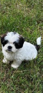 Shih Tzu Welpen zu verkaufen