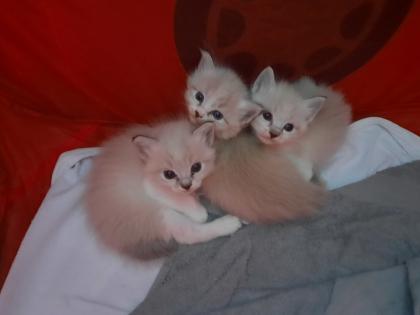 Süße Ragdoll Kitten suchen ein neues Zuhause