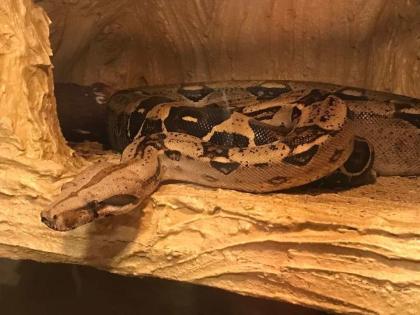 Adulte Boa C.I. Weibchen (opt. mit Terrarium)