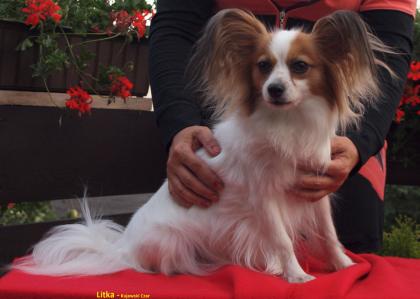 Papillon Welpen FCI (Hunde show)