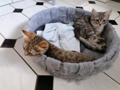 12 Wochen alt, 2 süße kleine Katzenbabys