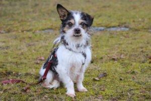 PANDASCH -  männlich  5 Jahre  27 cm  5 kg  Yorki-Mix  Gechipt  Kastriert