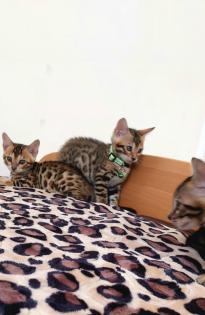 Bengal katze , Baby Katzen
