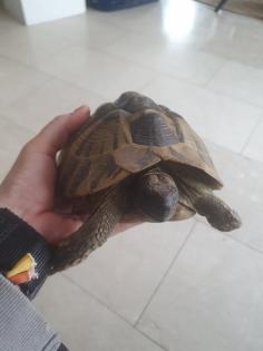 Griechische Landschildkröten w 2024