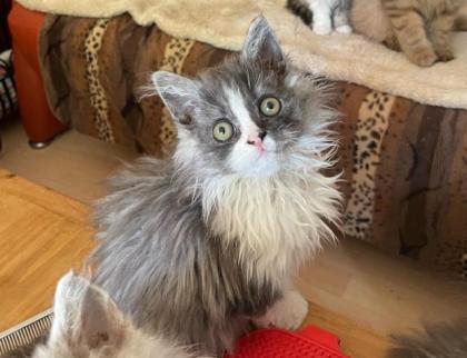 Selkirk Rex Kitten