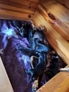 Jagtterrier Patterdaleterrier Welpen