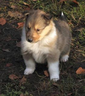 Wir haben Colliewelpen in darksabel & tricolour ( Papiere VDH / CfbrH )