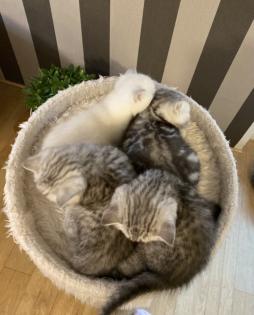 BKH (Britisch Kurz Haar) Kitten