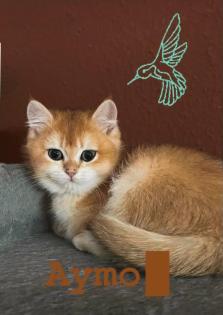 Abgabebereit 2 BKH Kitten Golden Shell mit Stammbaum