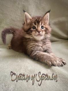 Traumhafte Maine Coon Babys mit Stammbaum