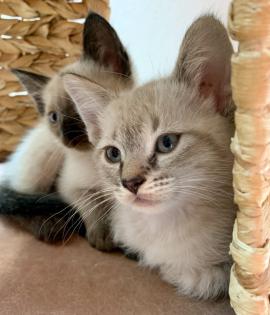 Zauberhafte Bengal Devon Rex Kitten aus Traumverpaarung