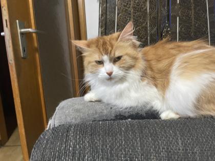 Maine coon katze  zum verkaufen