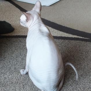 Canadian Sphynx Deckkater