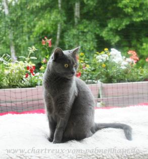 Chartreux/Kartäuser Kitten 