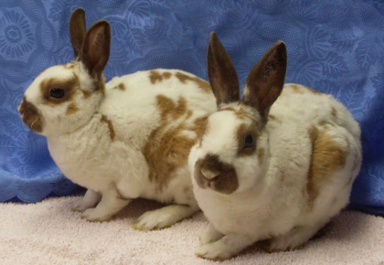 Zwergrexkaninchen