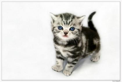 Träume in Marmor! Britisch Kurzhaar Babys silver-tabby