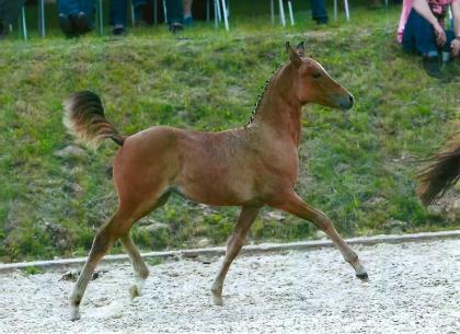 Deutsches Reitponystutfohlen2021 !!!