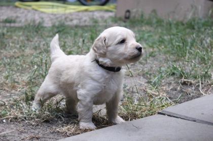 Goldendoodle MINI F1