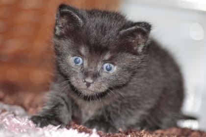 Wunderschönes Mainecoon Mixkätzchen