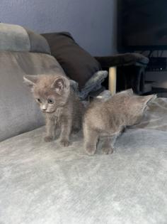Bkh kitten  abgabe  bereit