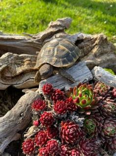 Griechische Landschildkröten