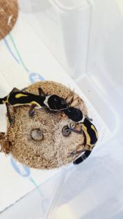Leopardgecko NZ 