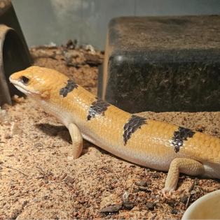 2 x Peters Banded Skink (Tunesischer Nachtskink)