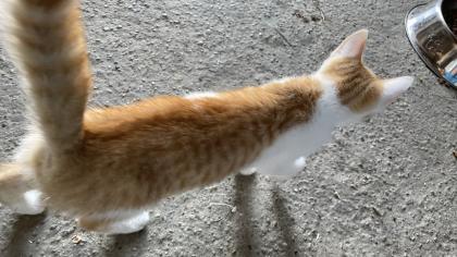 5 süße Katzenbabys abzugeben
