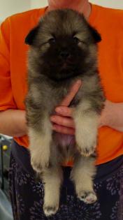 Wolfsspitzwelpen reinrassig