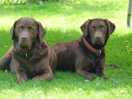 Labrador Retriever Welpen in choco 