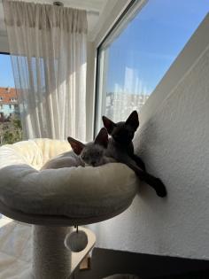 Zwei wunderschöne Devon Rex Brüder mit Stammbaum