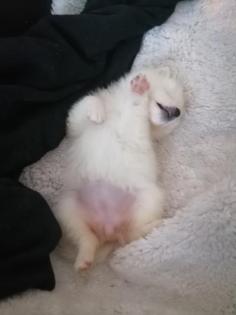4 kleine Samojeden 2 Jungs 2 Mädchen