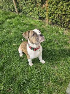 Junghündin old Englisch Bulldogge/Boxer Mix sucht ihr Eigenheim