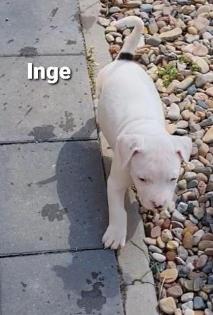 Dogo Argentino/American Bully XL Welpen